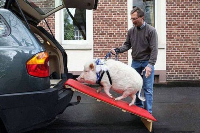 Weird Finds And Situations (52 pics)