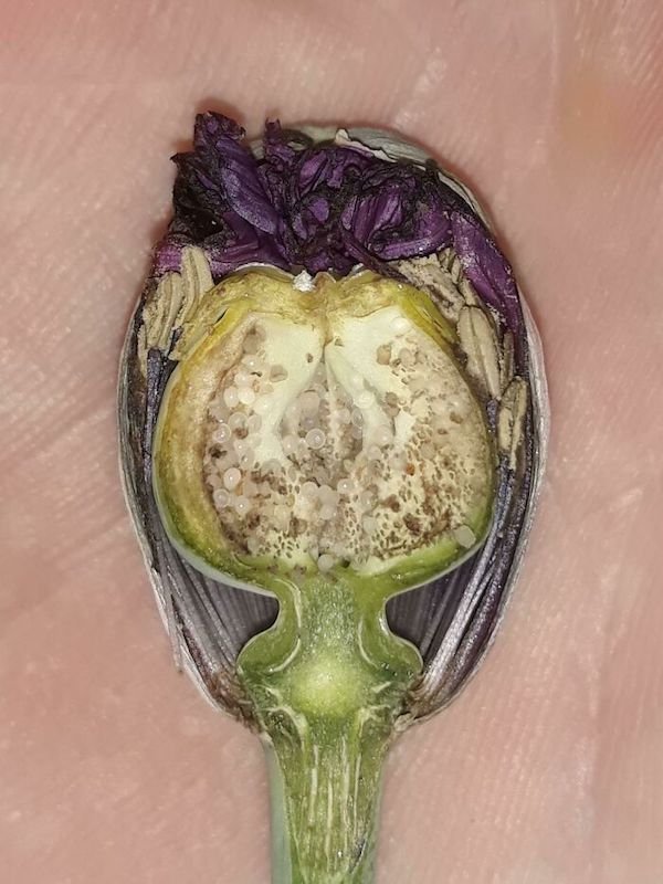 What’s Inside Random Objects? (28 pics) What’s Inside Random Objects? (28 pics)