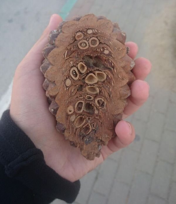 What’s Inside Random Objects? (28 pics) What’s Inside Random Objects? (28 pics)