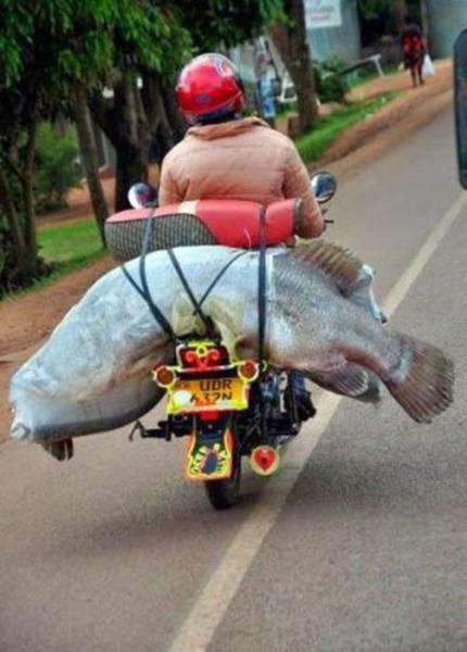 Crazy Asians (62 pics)