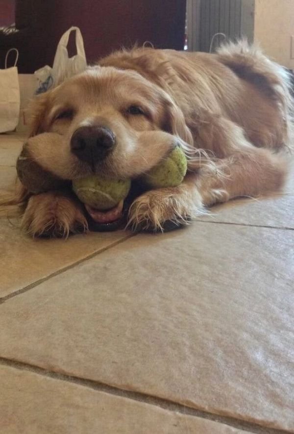 Funny Dogs (30 pics)
