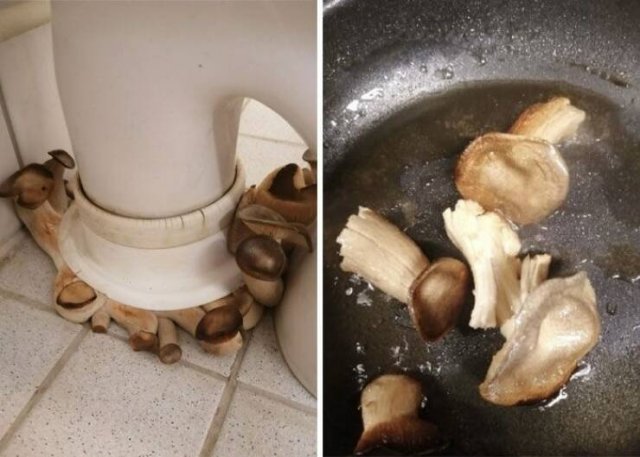 Awful Dishes (24 pics)