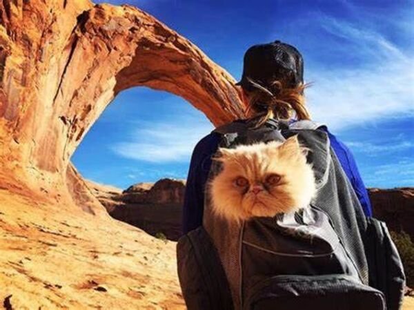 Funny Cats For Good Mood (24 pics)