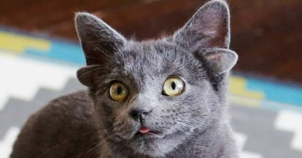 Funny Cats For Good Mood (24 pics)