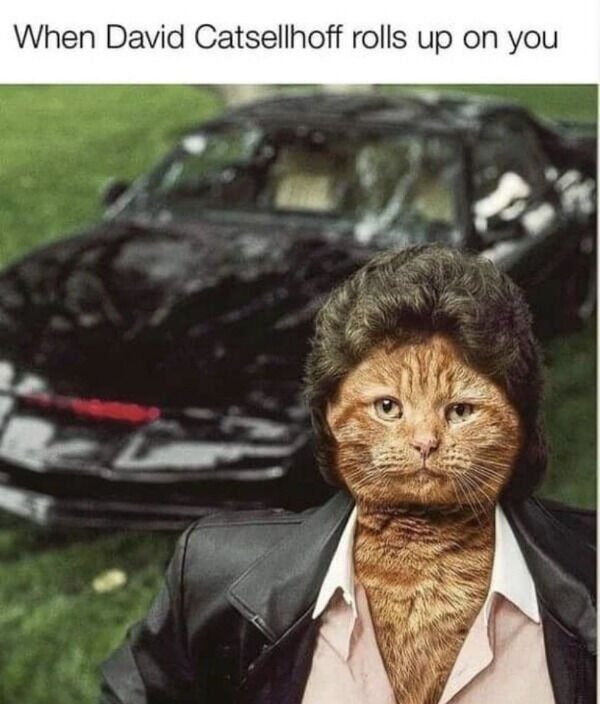 Funny Cats For Good Mood (24 pics)