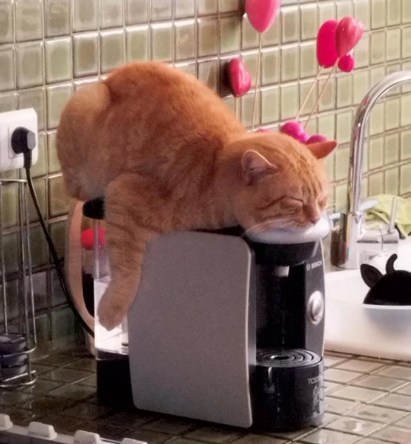 Funny Cats For Good Mood (24 pics)
