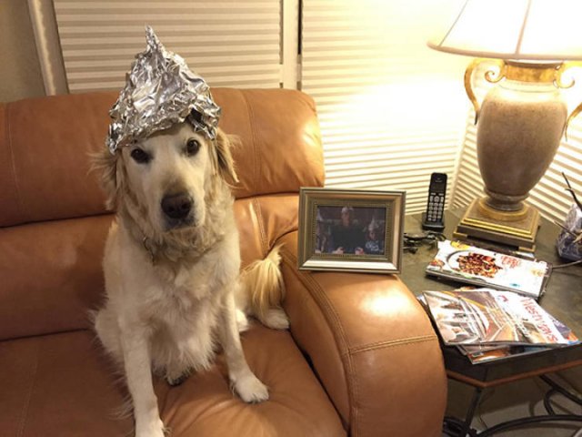 They Are Under Protection (21 pics)