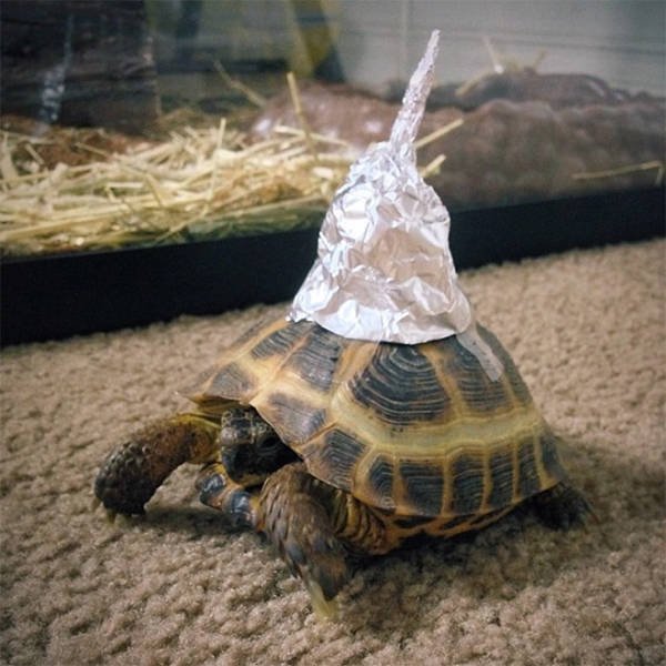 They Are Under Protection (21 pics)
