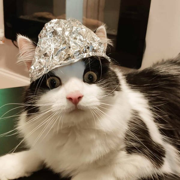 They Are Under Protection (21 pics)