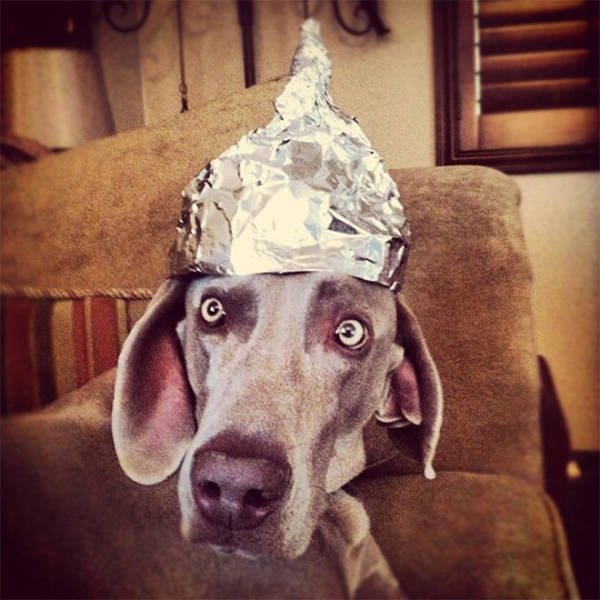 They Are Under Protection (21 pics)