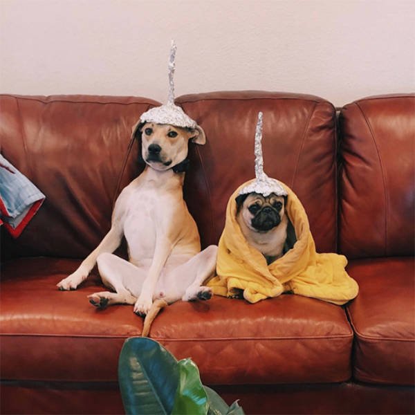 They Are Under Protection (21 pics)