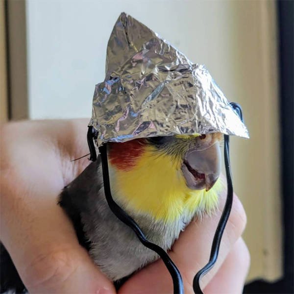 They Are Under Protection (21 pics)