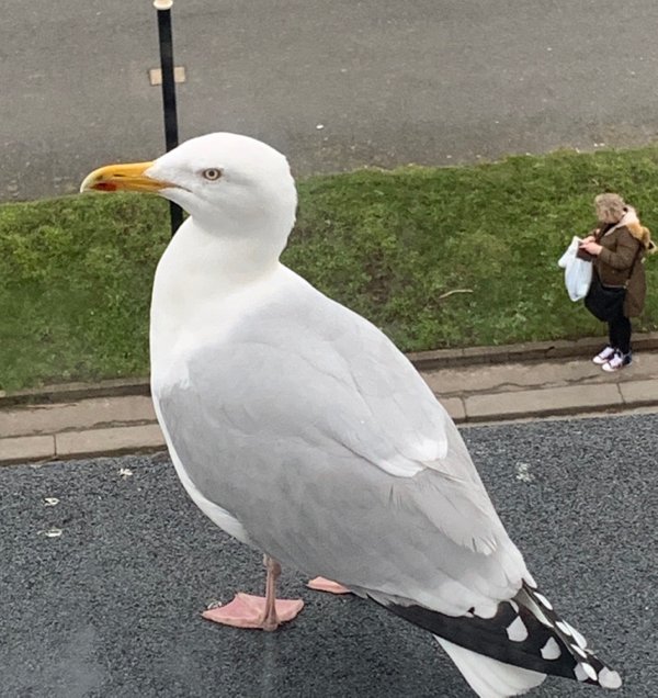 Look Twice (20 pics)