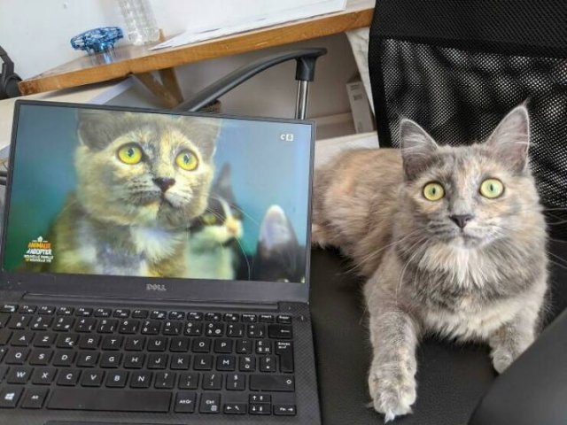 Interesting Comparisons (24 pics)