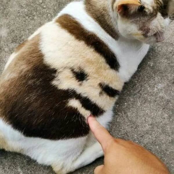 Unusual Photos And Optical Illusions (34 pics)