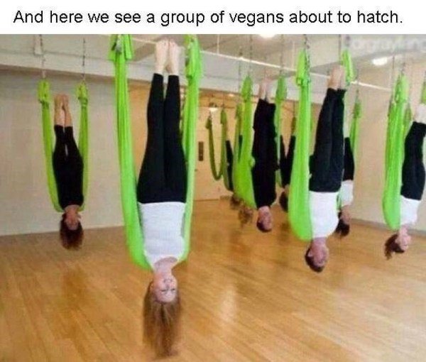 Vegan Memes (24 pics)