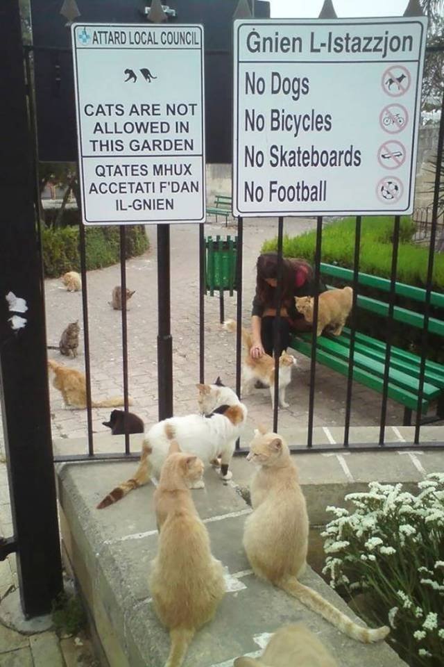 They Don't Care About Human Rules (22 pics)