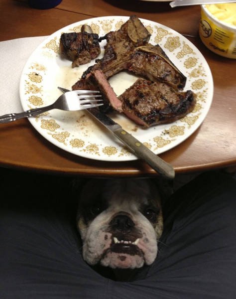 They Need Your Food (45 pics)