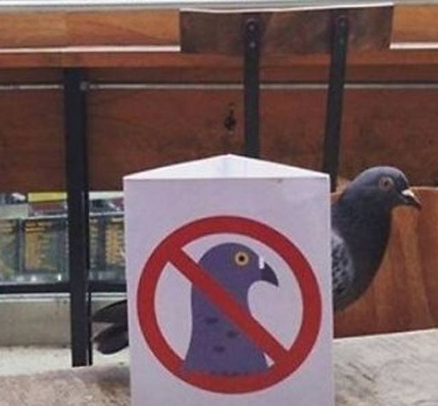 They Don't Care About Human Rules (22 pics)