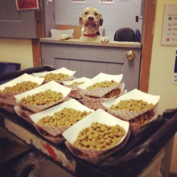 They Need Your Food (45 pics)