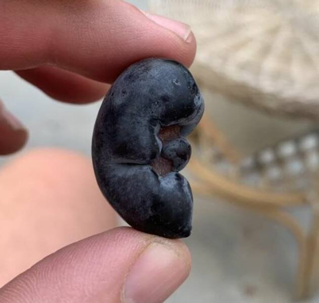 Interesting Finds From Around The World (24 pics) Interesting Finds From Around The World (24 pics)