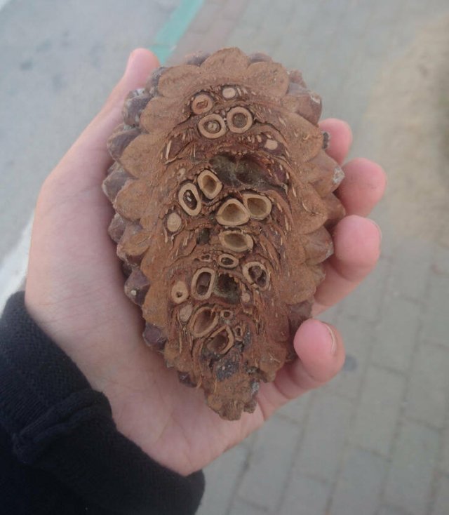 Interesting Finds From Around The World (24 pics) Interesting Finds From Around The World (24 pics)