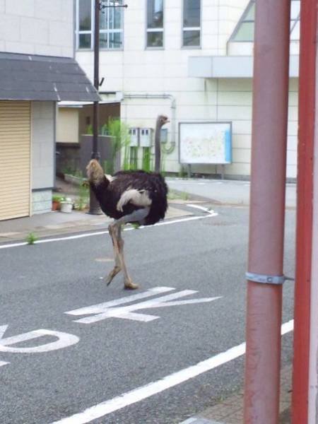 Weird Asians (38 pics)