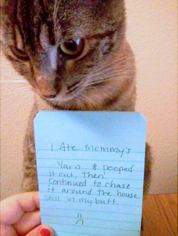 Funny Animals (39 pics)