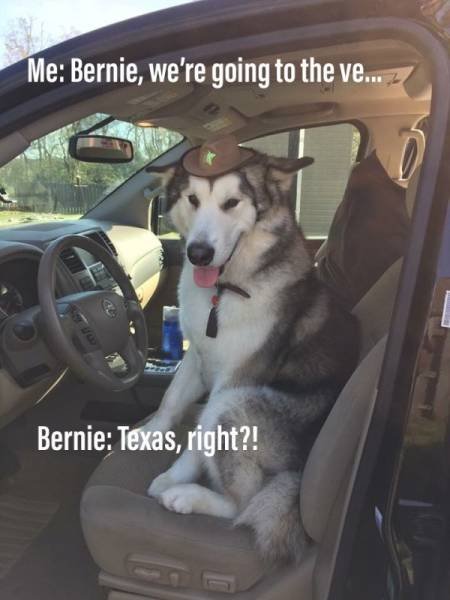 Funny Animals (39 pics)