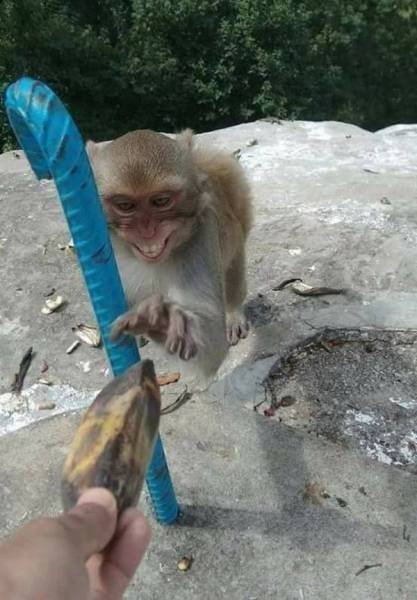Funny Animals (39 pics)