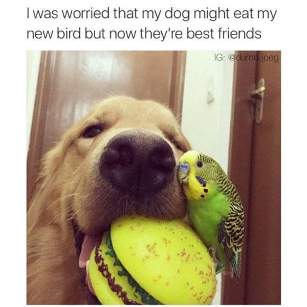 Funny Animals (39 pics)