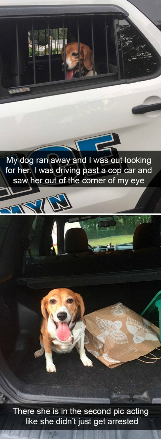 Memes With Dogs (26 pics)