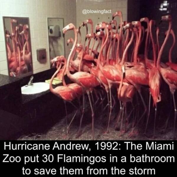 Random Facts (21 pics)