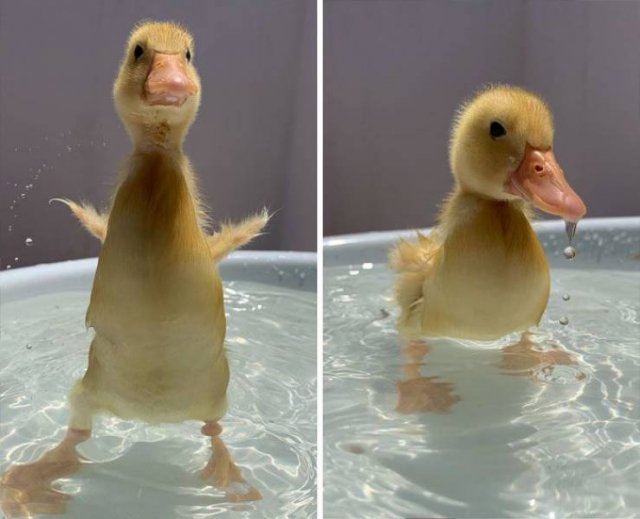 Funny Ducks (35 pics)