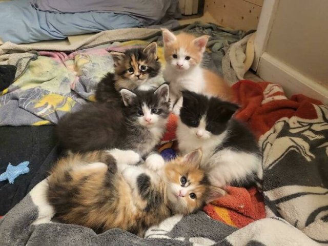 Cute Cats (25 pics)