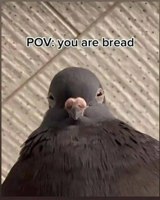 Funny Birds (24 pics)