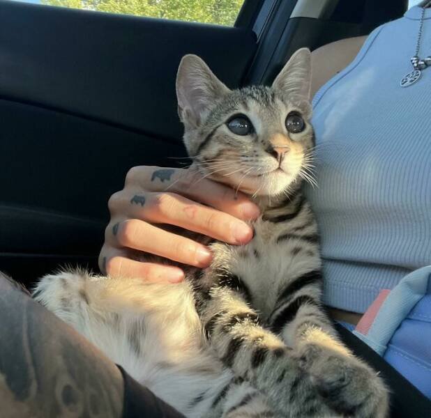 Cute Cats (25 pics)