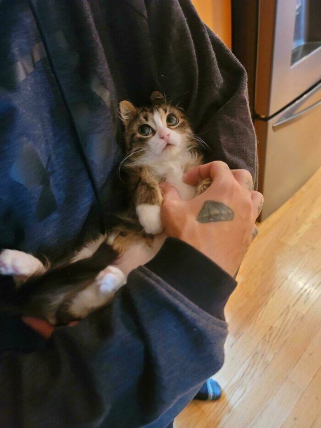 Cute Cats (25 pics)