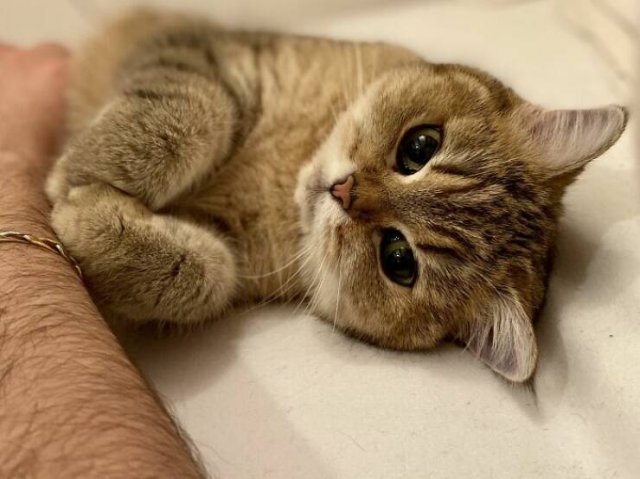 Cute Cats (25 pics)