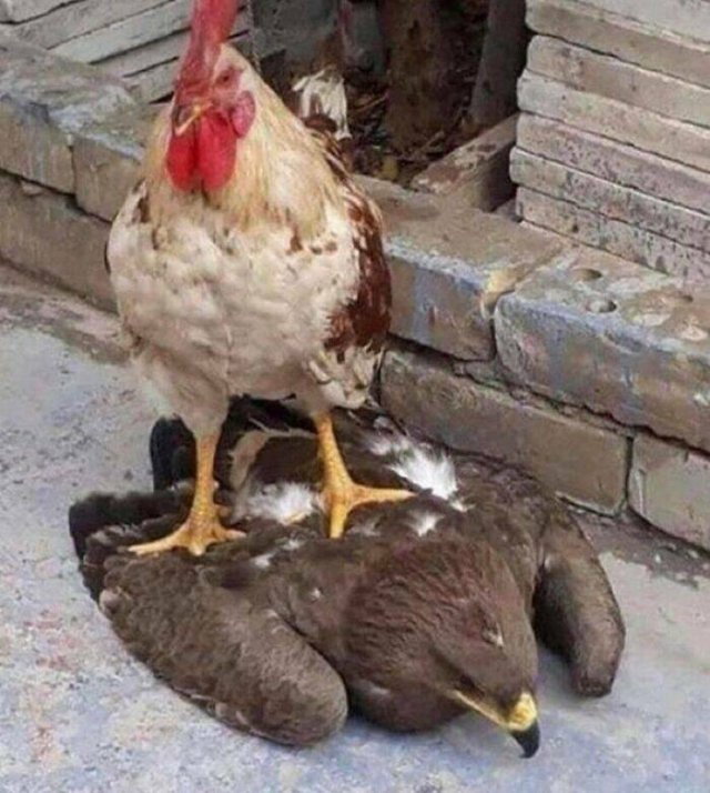 Funny Birds (24 pics)