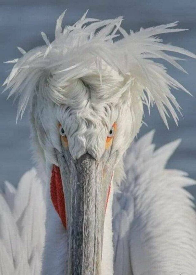 Funny Birds (24 pics)