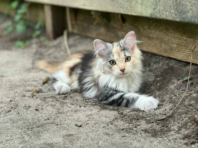 Cute Cats (25 pics)