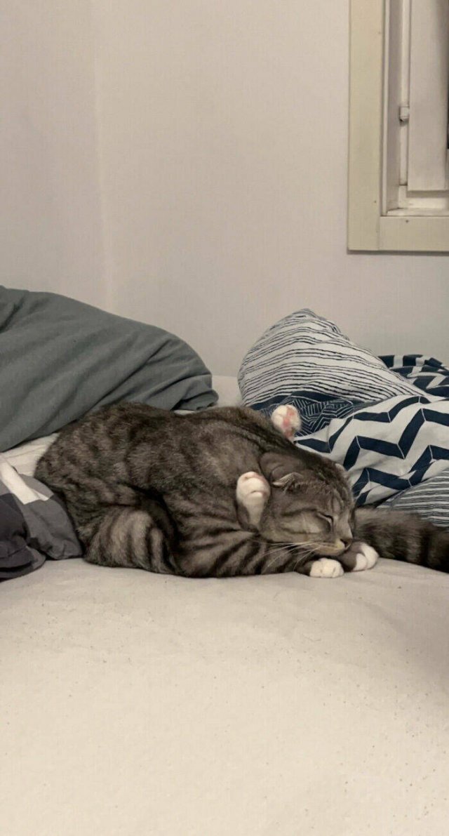 Cute Cats (25 pics)