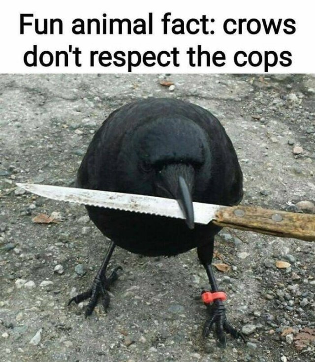 Funny Birds (24 pics)