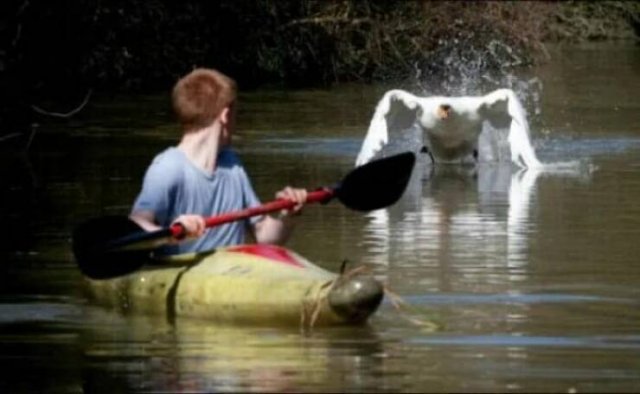 Funny Birds (24 pics)