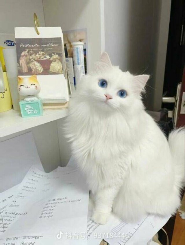 Cute Cats (25 pics)