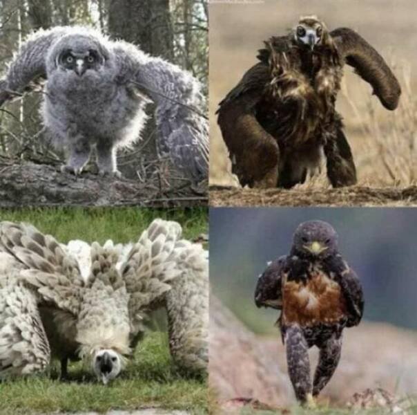 Funny Birds (24 pics)