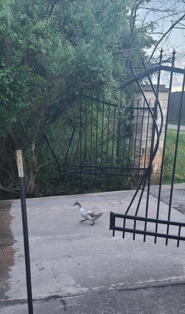 Funny Birds (24 pics)