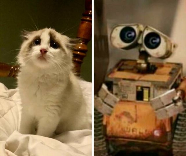 Cute Cats (25 pics)