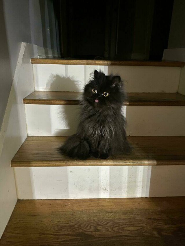 Cute Cats (25 pics)